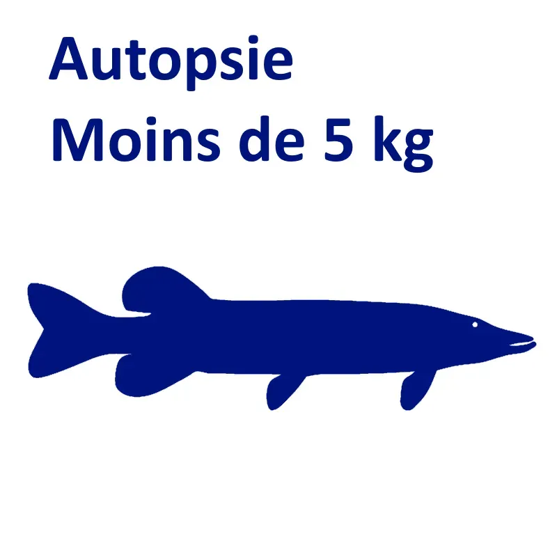 Autopsie moins de 5 kg Autopsie moins de 5 kg
